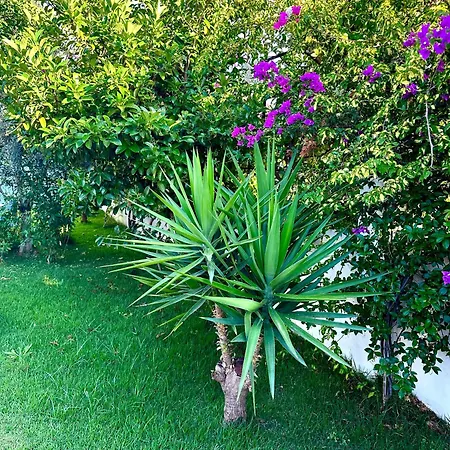 Misli - Heart Of And Newly Renovated Daire